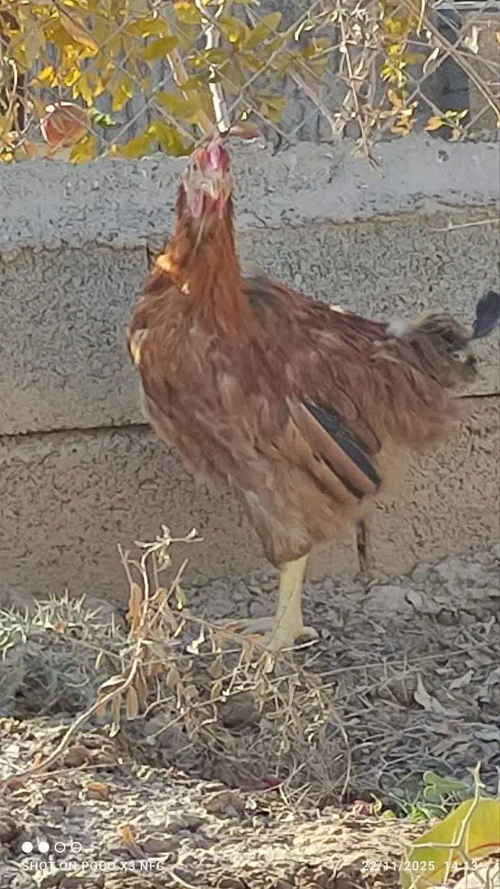 خروس جوان بومی|حیوانات مزرعه|شاهین‌شهر, خانه کارگر|دیوار