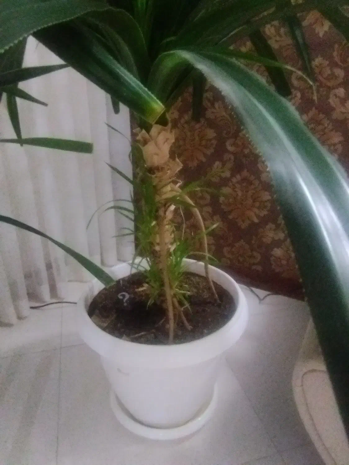 گل و گیاه|گل و گیاه طبیعی|گلبهار, شهر جدید گلبهار|دیوار