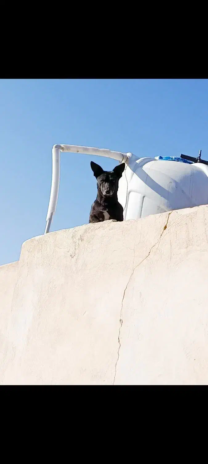 سگ نر پاکوتاه|سگ|زاهدان, |دیوار