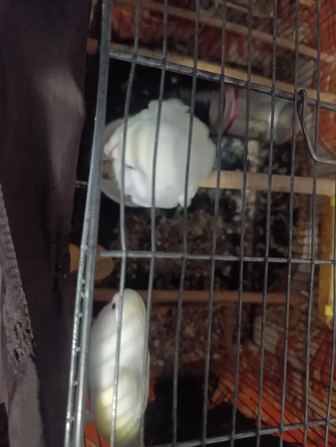 یک جفت نر و ماده طوطی برزیلی آلبینو|پرنده|ملایر, |دیوار