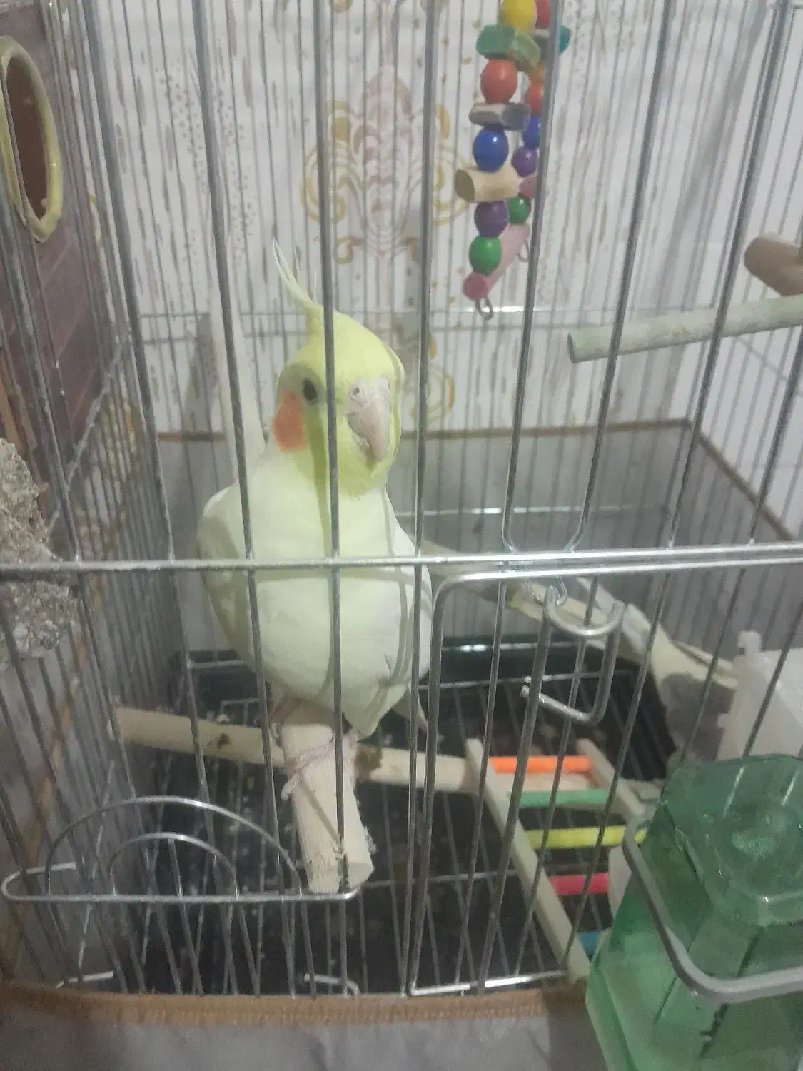 جفت مولد عروس هلندی چهار تخم با قفس|پرنده|زنجان, |دیوار