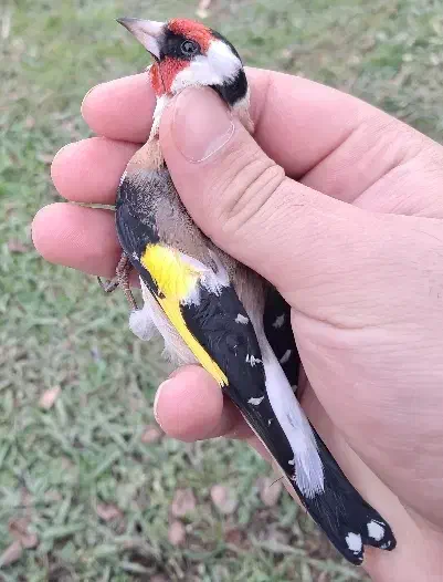 سهره پاییزه|پرنده|رشت, یخسازی|دیوار