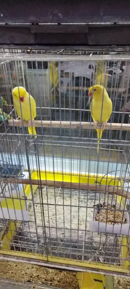 ملنگو زرد مولد|پرنده|اهواز, نادری|دیوار