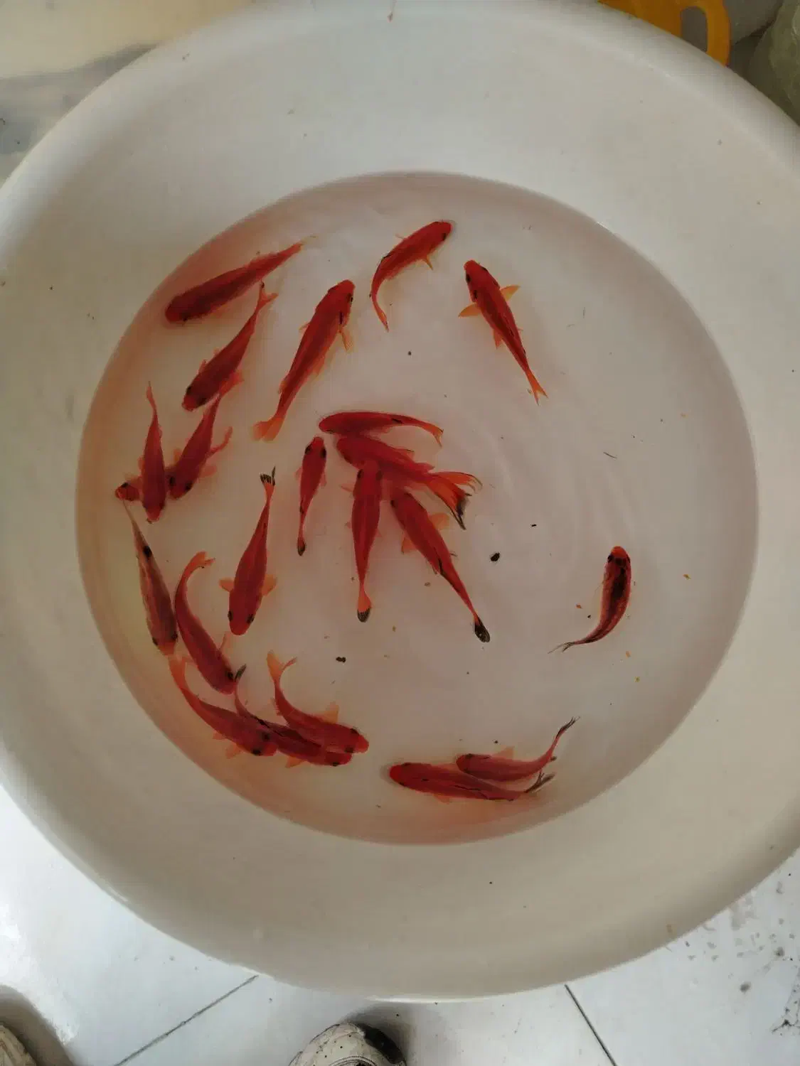 ماهی قرمز|ماهی|قم, شاه ابراهیم|دیوار