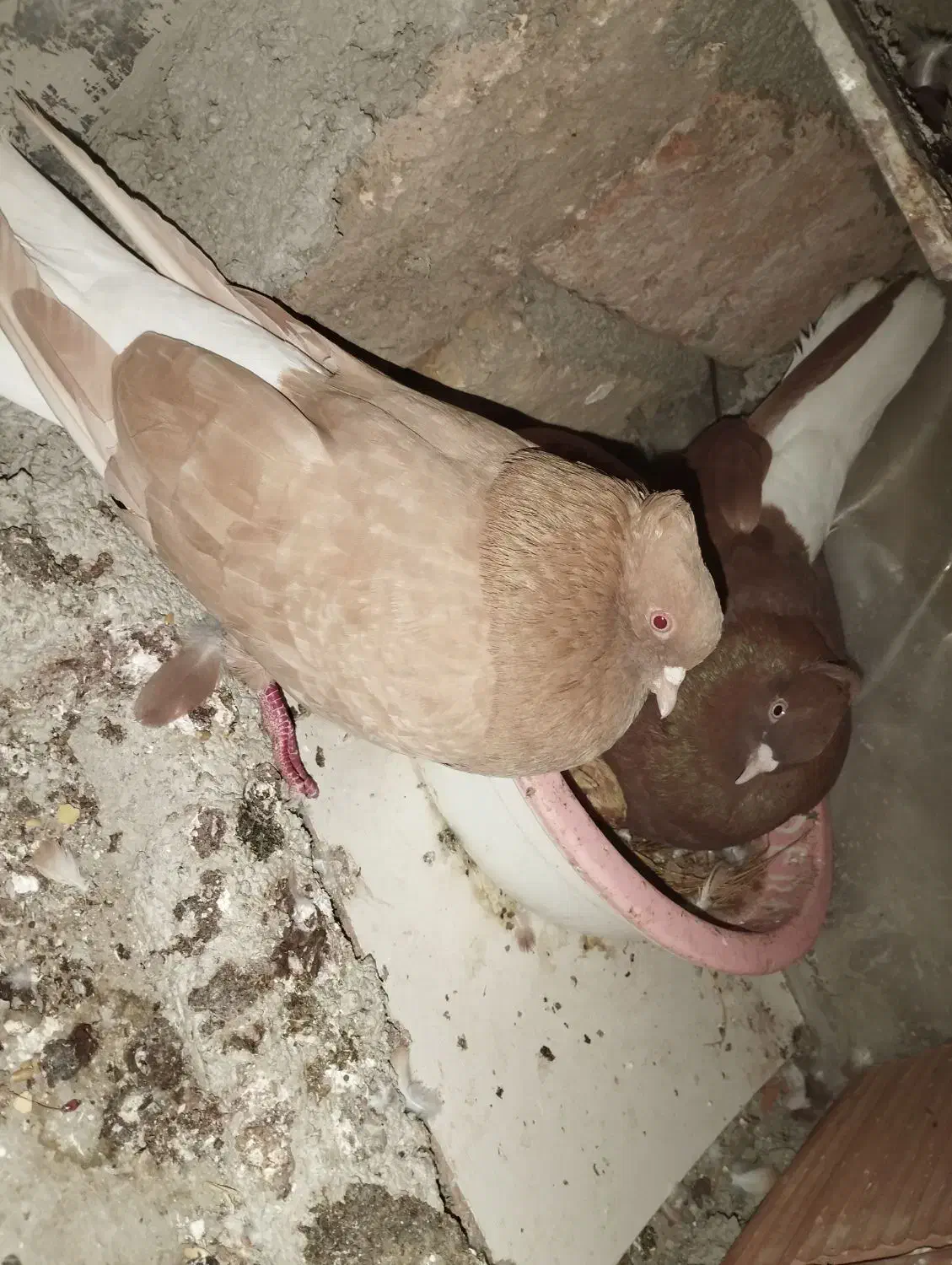 دم سفید|پرنده|گنبد کاووس, |دیوار