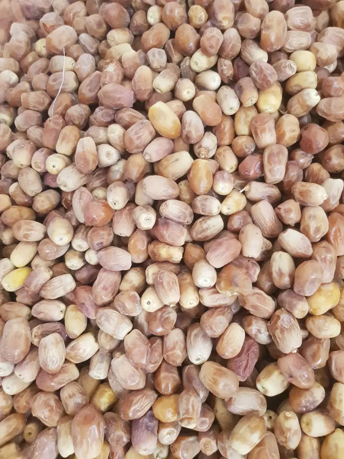 خرما زاهدی درجه یک صادراتی|خوردنی و آشامیدنی|شیراز, باهنر|دیوار