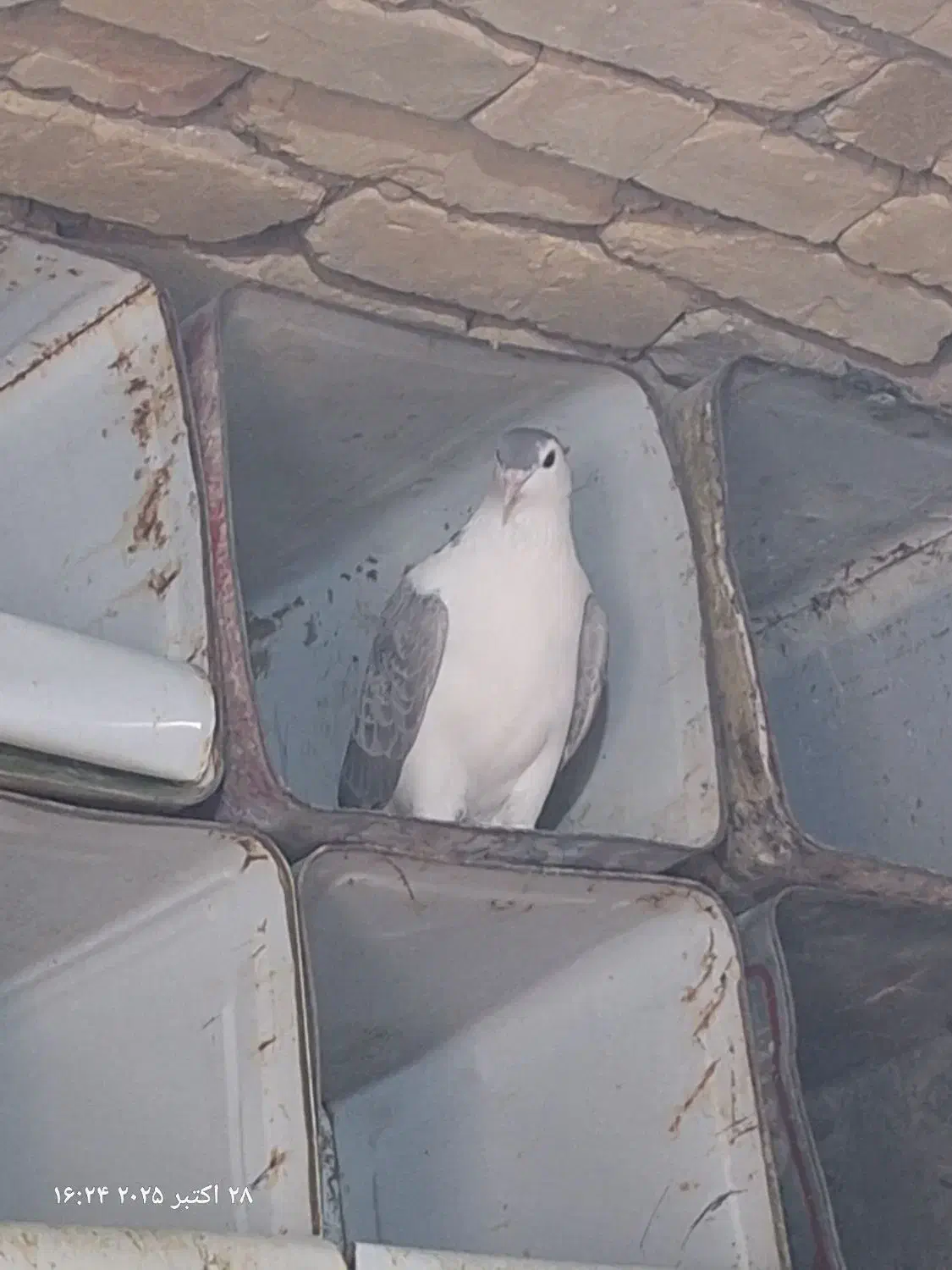 جفت اصفهانی با دو تا تخم|پرنده|بافق, |دیوار