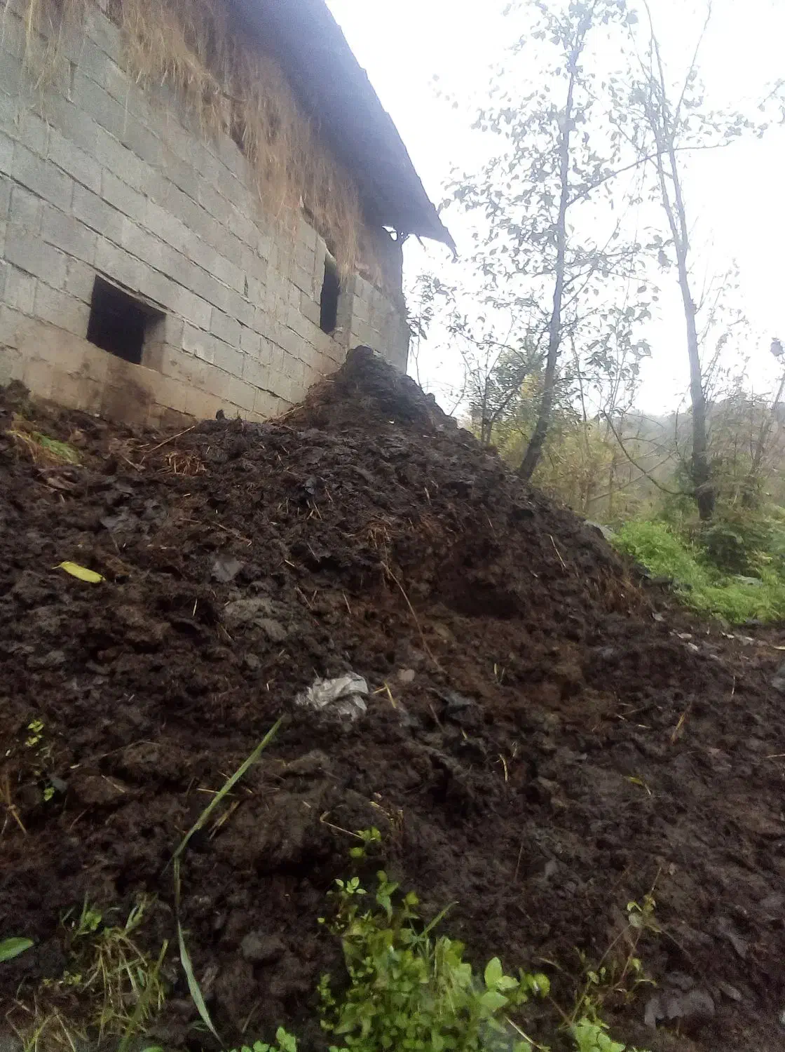 کود حیوانی خشک|خدمات باغبانی و درختکاری|رانکوه, |دیوار