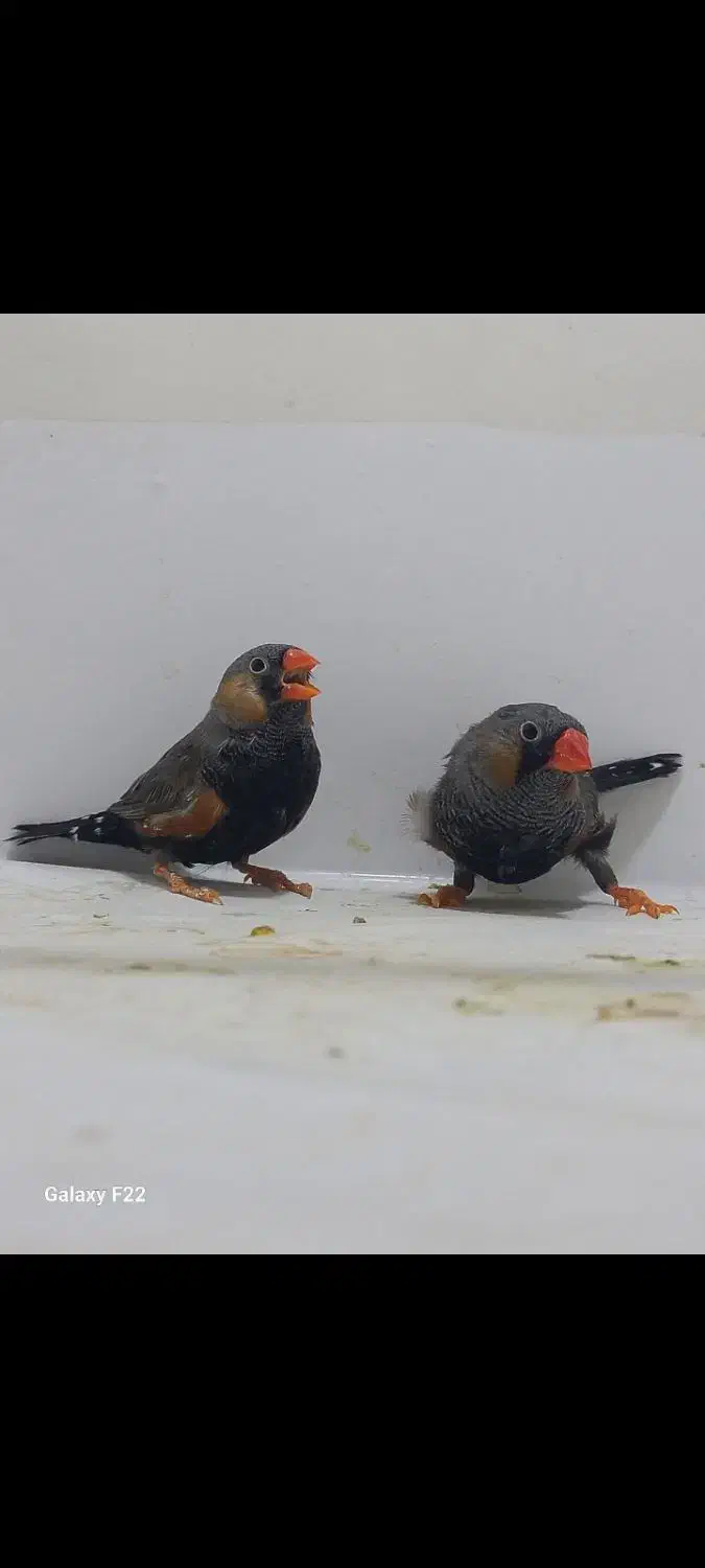 فنچ ایمو شارکول|پرنده|هشتگرد, شهرک راه آهن|دیوار