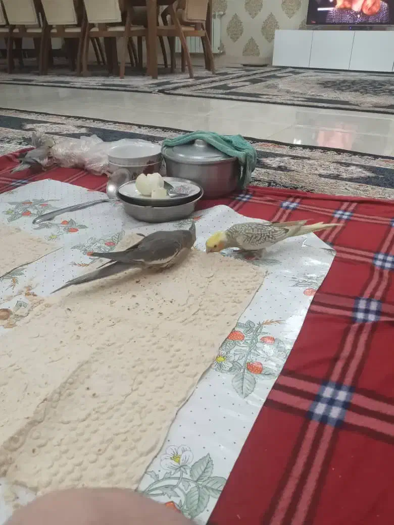 عروس هلندی|پرنده|مهاجران, |دیوار