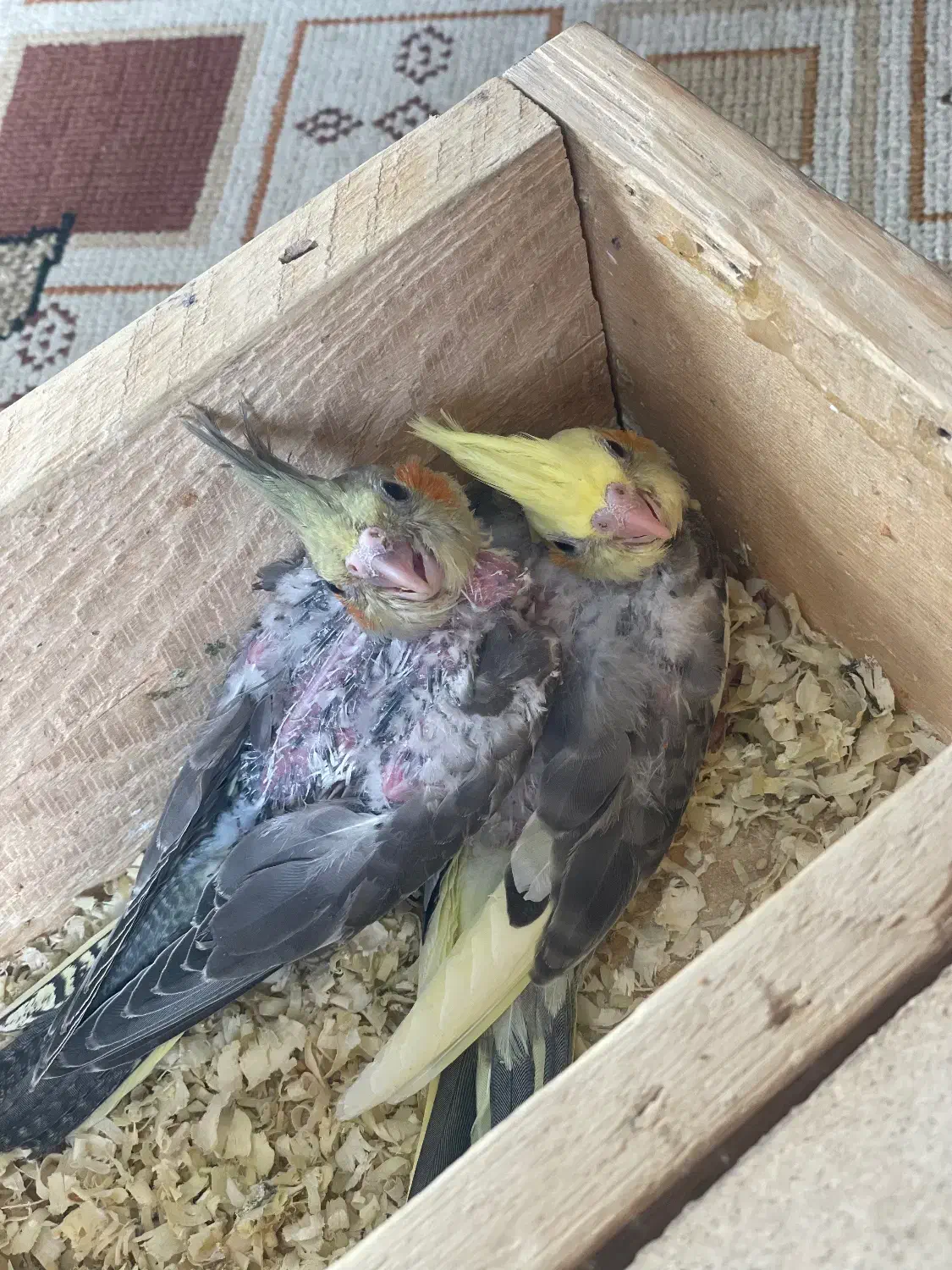 جوجه عروس هلندی سرلاکی و نرم خور|پرنده|قدس, شهر‌قدس|دیوار