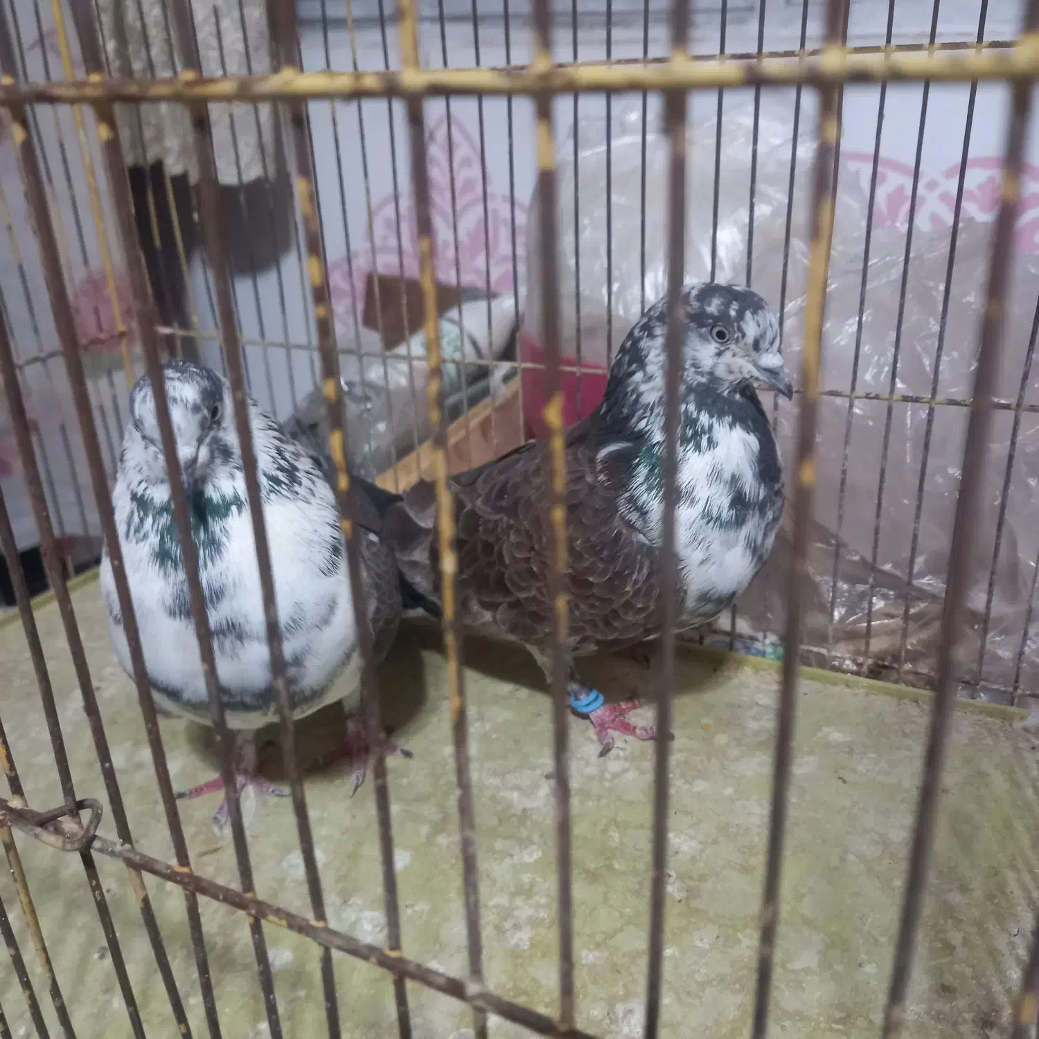 باسلام یک جفت نروماده طرونی به فروش میرسد|پرنده|خمینیشهر, |دیوار