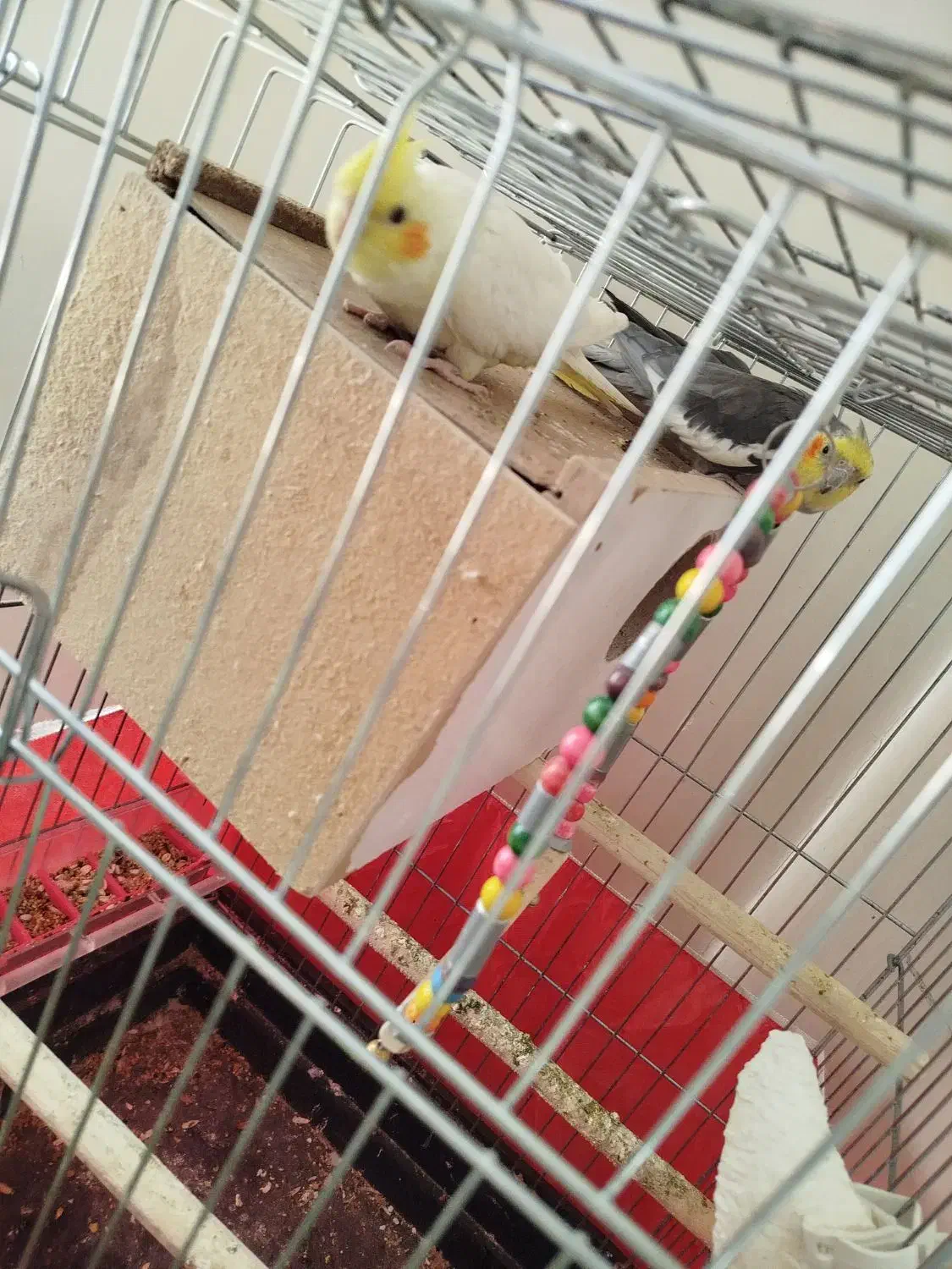 جفت عروس هلندی|پرنده|فلاورجان, |دیوار