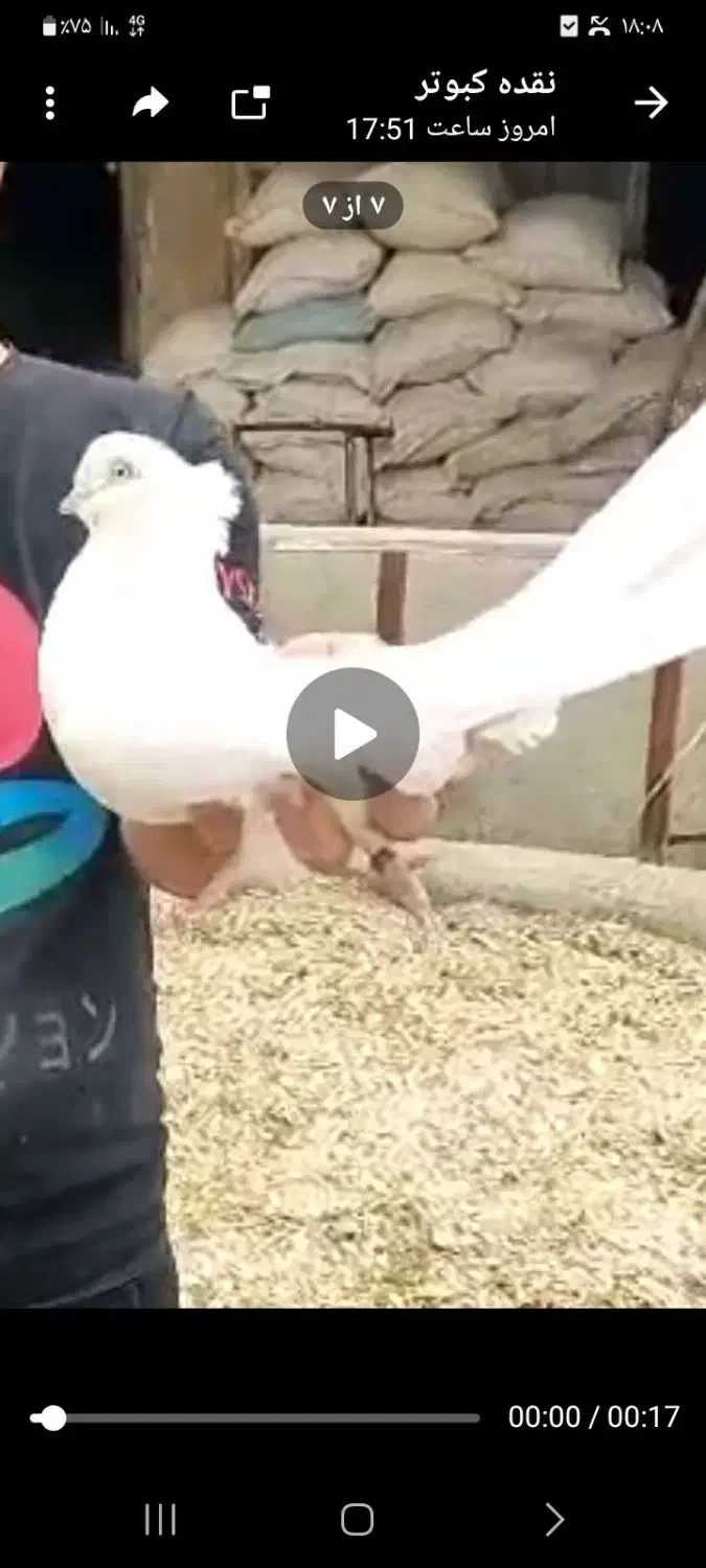 فروشی چش سفید کاکلی با14 عدد شامی سینه فر|پرنده|نقده, |دیوار