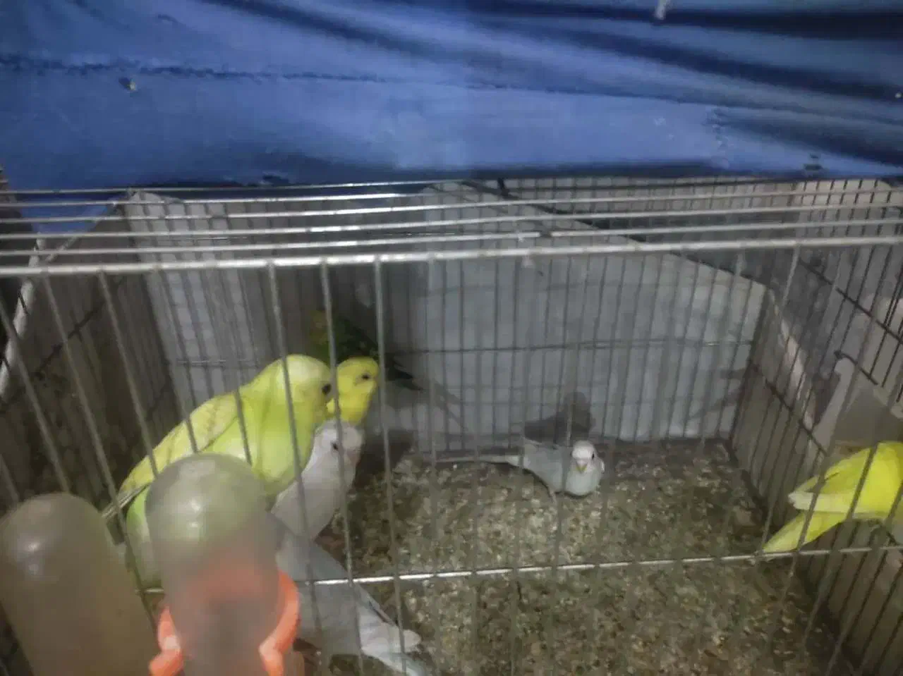 مرغ عشق|پرنده|قم, نخودی|دیوار