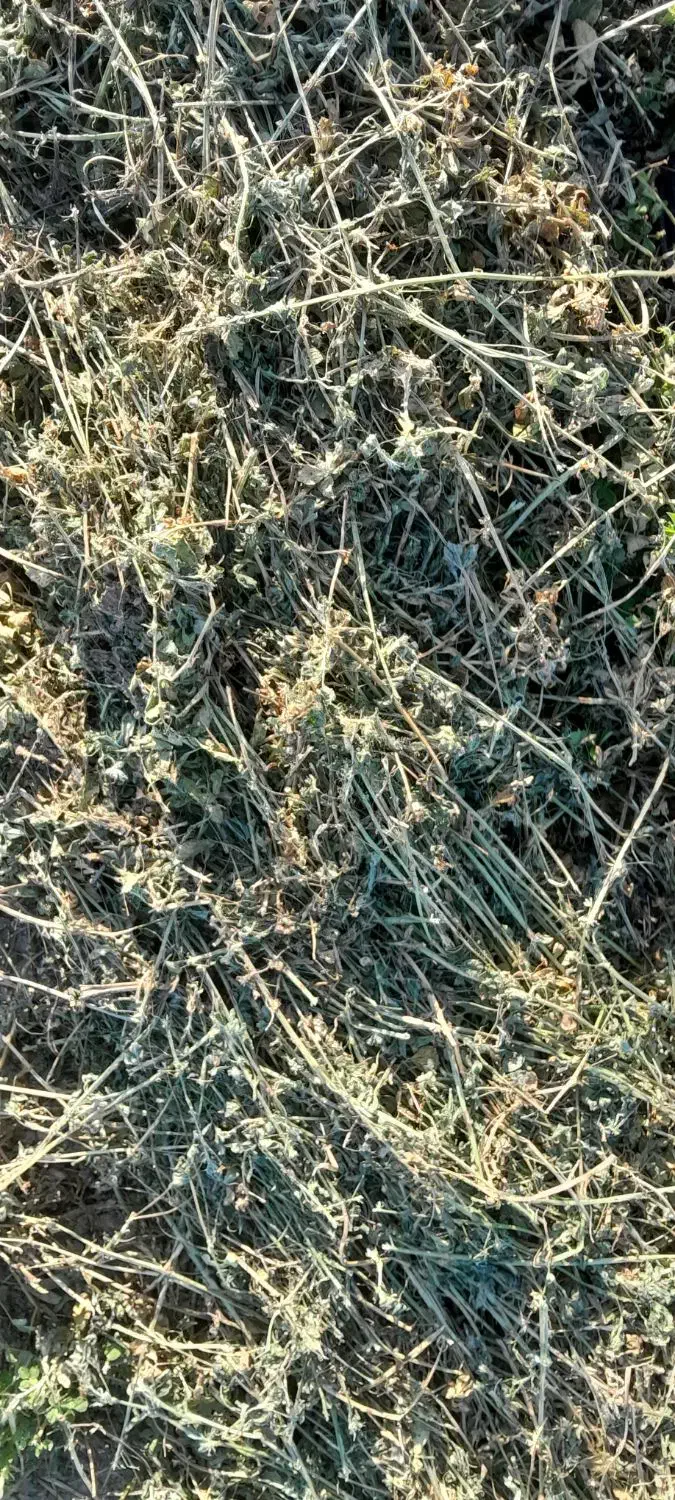 یونجه|عمده‌فروشی|اصفهان, دانشگاه اصفهان|دیوار