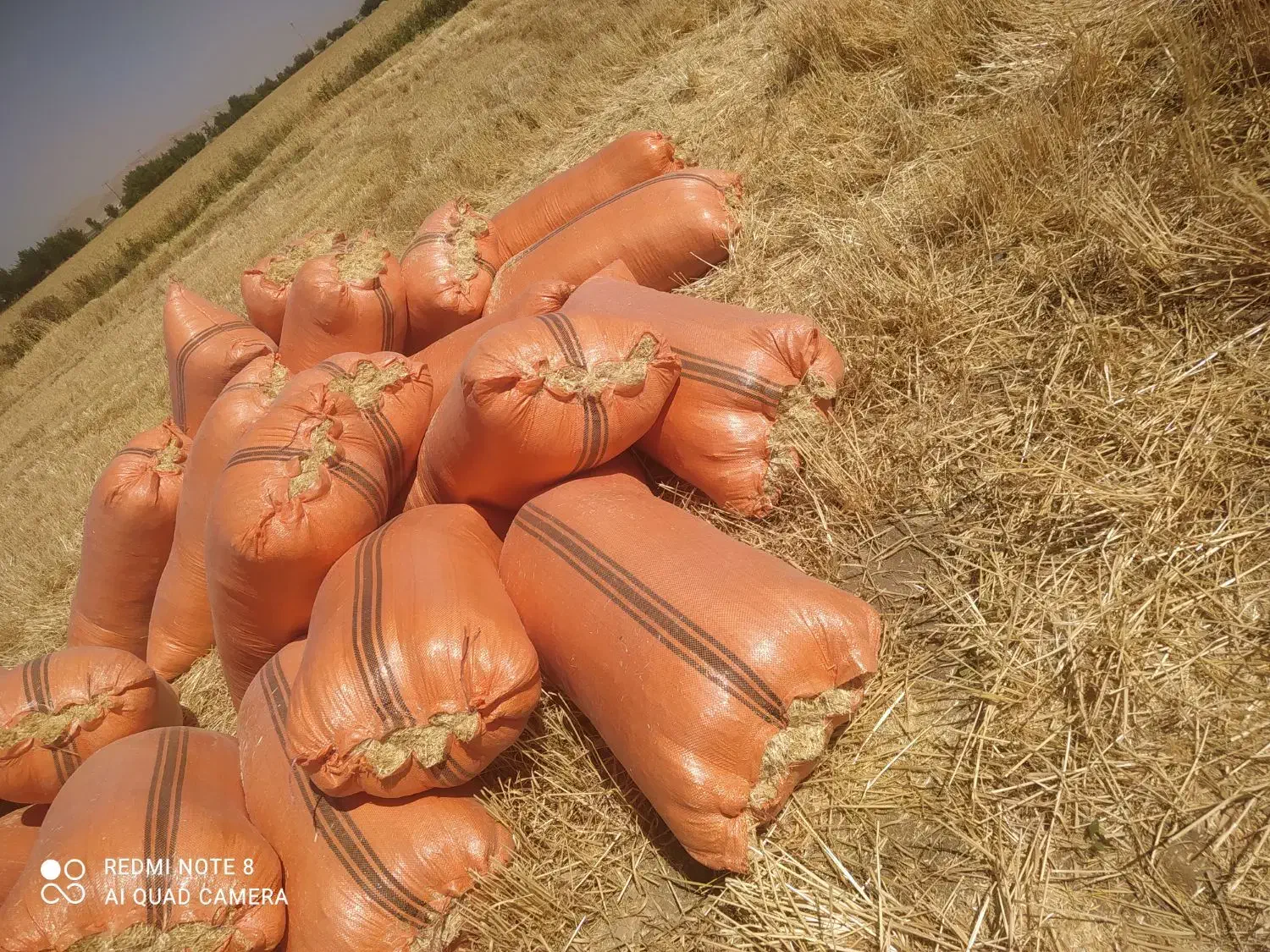 کاه گندم|لوازم جانبی حیوانات|ایلام, |دیوار