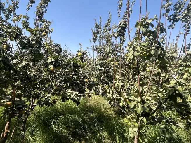 به درجه یک پیربکران|خوردنی و آشامیدنی|اصفهان, باغ دریاچه|دیوار