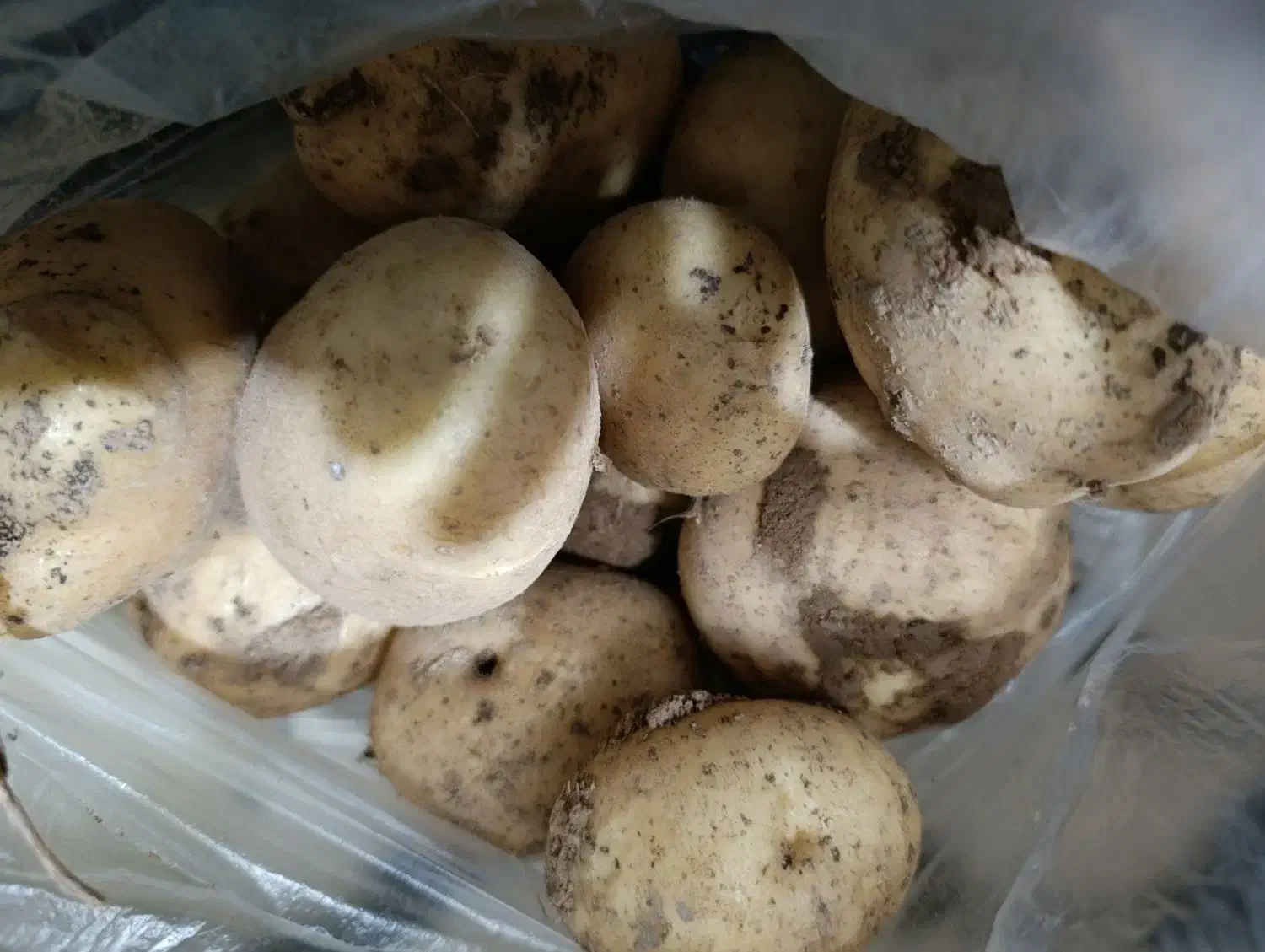 سیب زمینی|خوردنی و آشامیدنی|قهدریجان, |دیوار