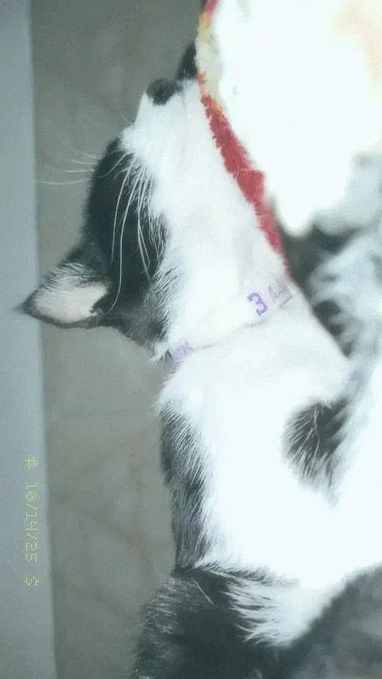 گربه گمشده|گربه|جهرم, |دیوار