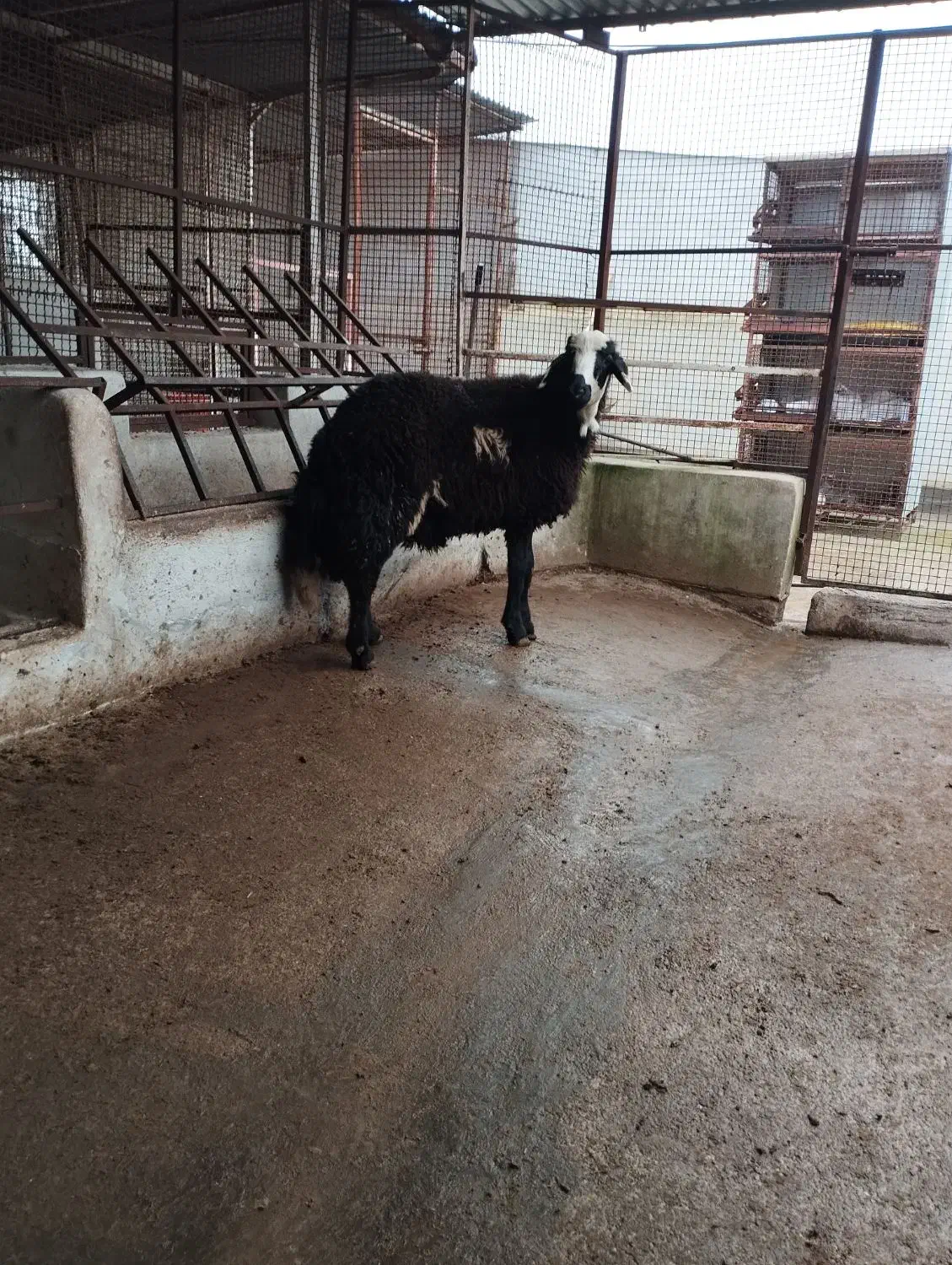 ۱ عدد قوچ بره عتیقه و زیرخاکی|حیوانات مزرعه|سیمین شهر, |دیوار