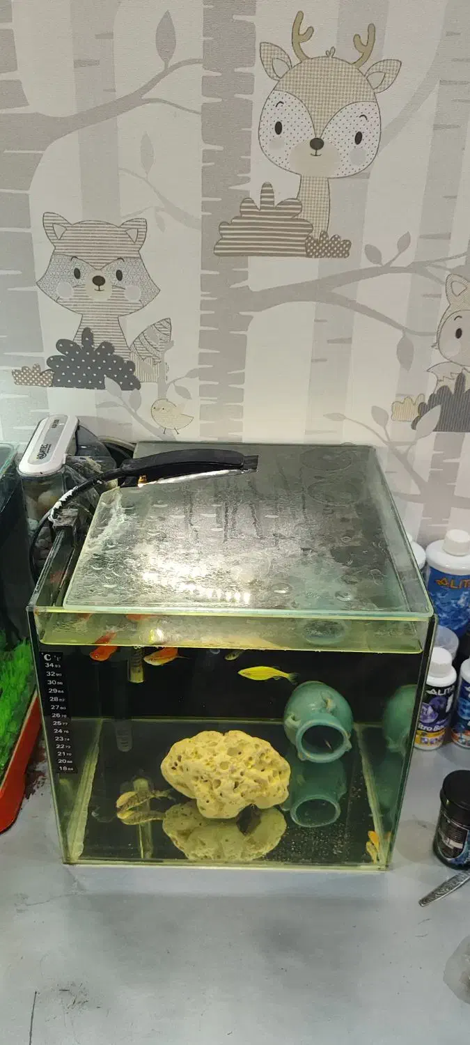 آکواریوم ۳۰ لیتری|ماهی|هشتگرد, فاز ۲ مهستان|دیوار