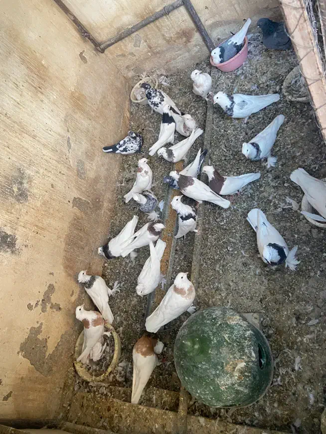 طوقی|پرنده|اصفهان, خواجو|دیوار