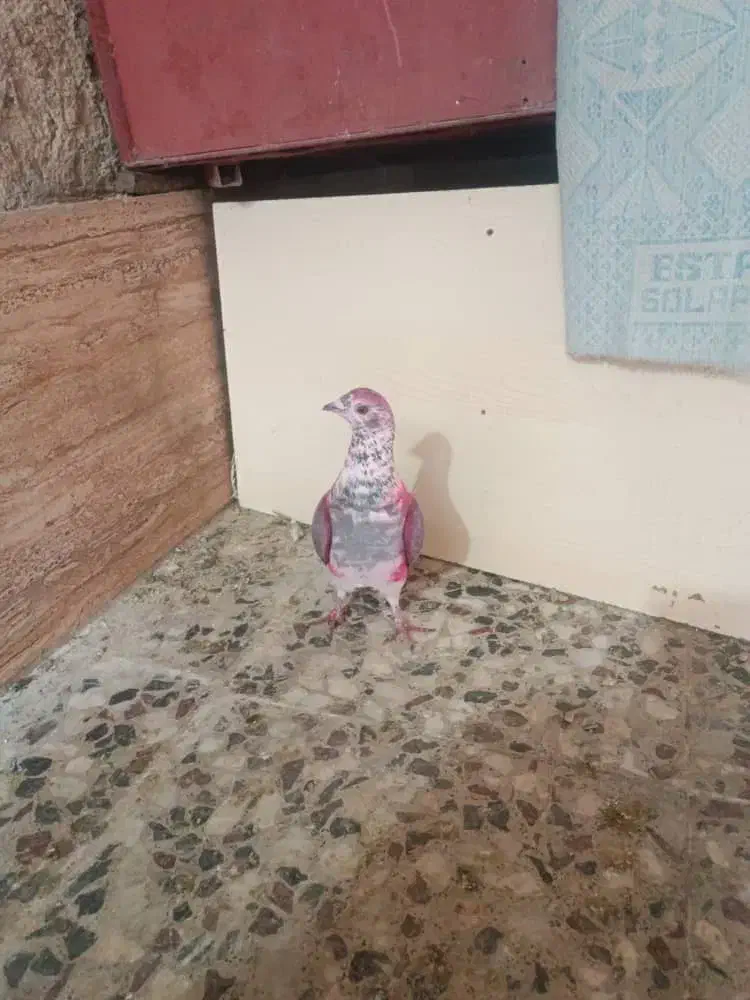 کفتر و کبوتر کوار|پرنده|تهران, میدان میوه و ترهبار مرکزی|دیوار