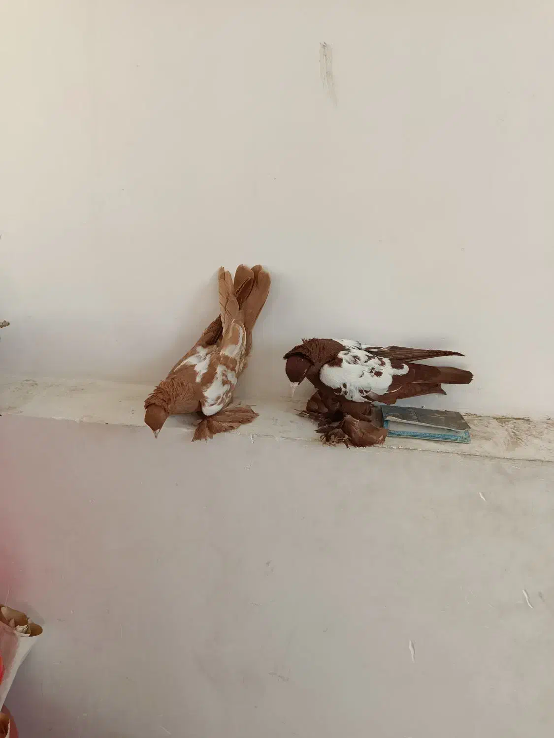 کبوتر|پرنده|تبریز, |دیوار