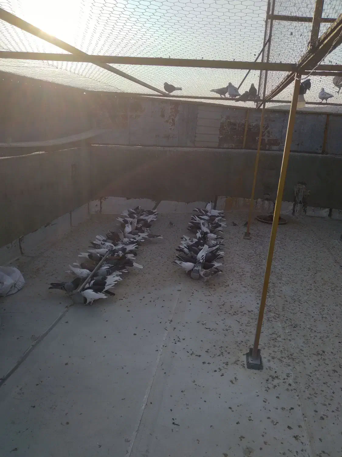فروش فوری کبوتر تهرانی به صورت تکی و عمده|پرنده|نهاوند, |دیوار