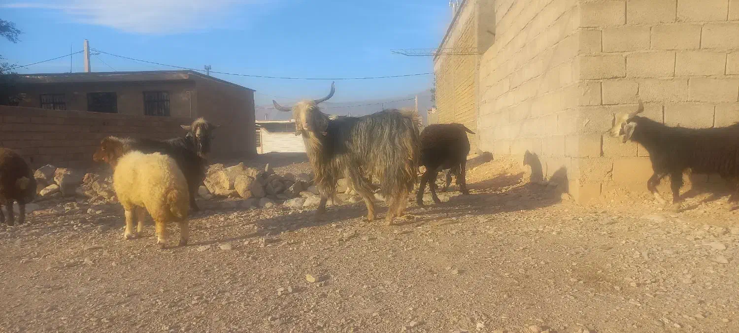 نر بز یا ساورین درجه یک|حیوانات مزرعه|مهران (ایلام), |دیوار