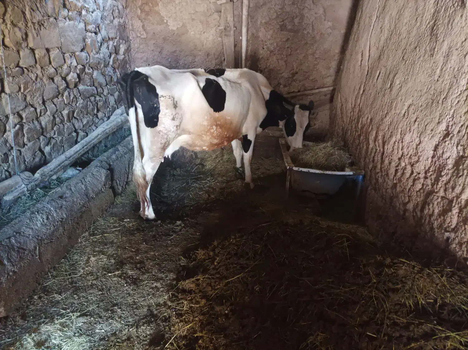 گاوباگوسالهمادهسمنتال|حیوانات مزرعه|انگوران, |دیوار