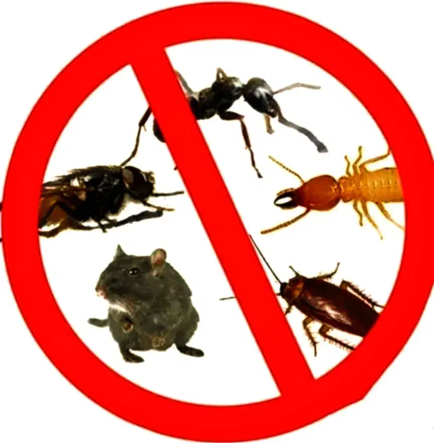 سمپاشی مرکز تخصصی سم پاشی ساس سوسک موش کنه بید کک|خدمات نظافت|تهران, صادقیه|دیوار