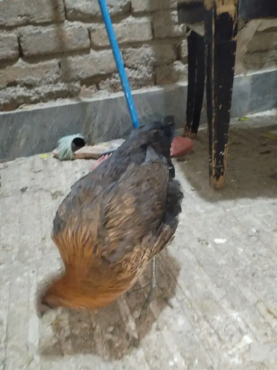 مرغ و خروس نیمچه|حیوانات مزرعه|پاکدشت, پاکدشت (مامازند)|دیوار