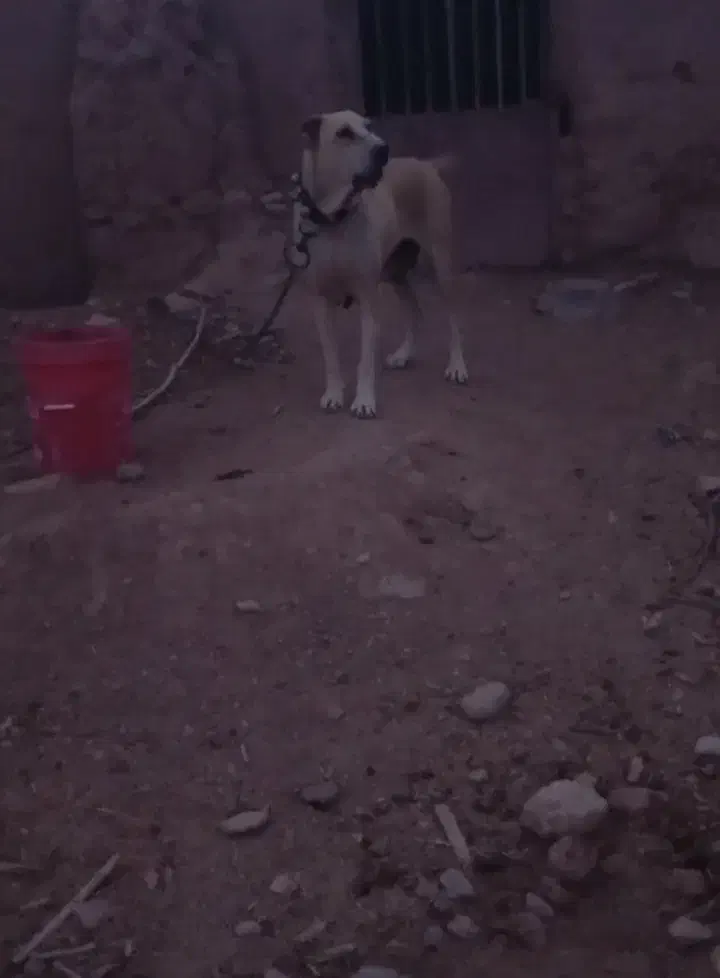 ماده سگ جنس دار|سگ|تربت جام, میان جام|دیوار