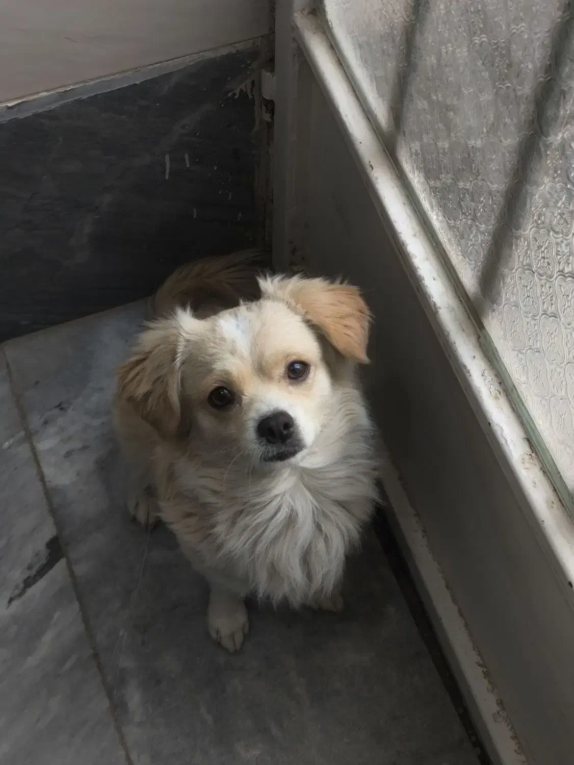 گمشده|سگ|اصفهان, جلالیه|دیوار