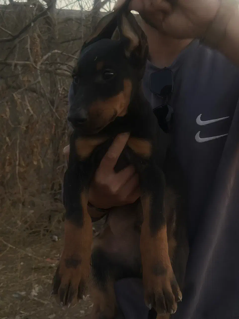 سگ ژرمن و دوبرمن|سگ|اصفهان, باغ فردوس|دیوار