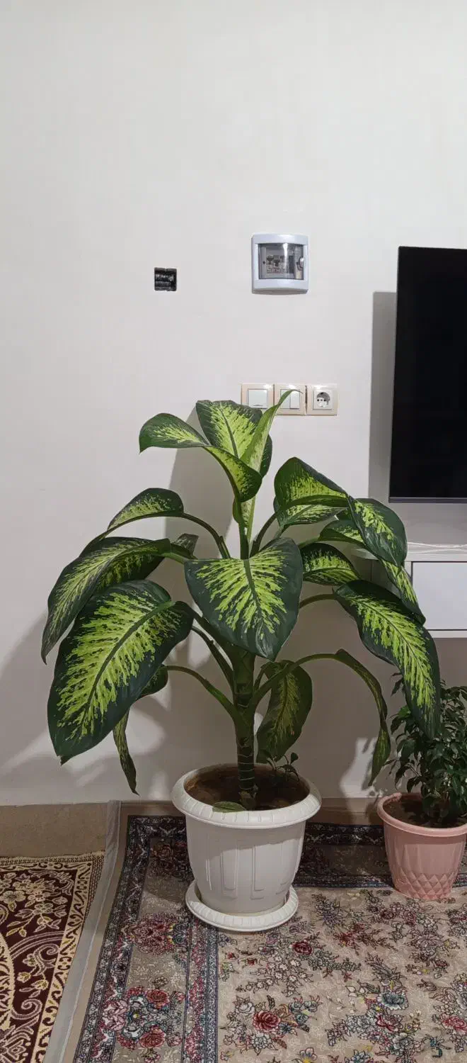 فروش گل دیفن باخیا|گل و گیاه طبیعی|نقده, |دیوار