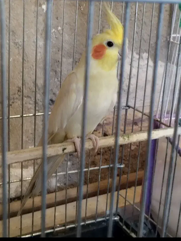 عروس هلندی|پرنده|مرند, |دیوار