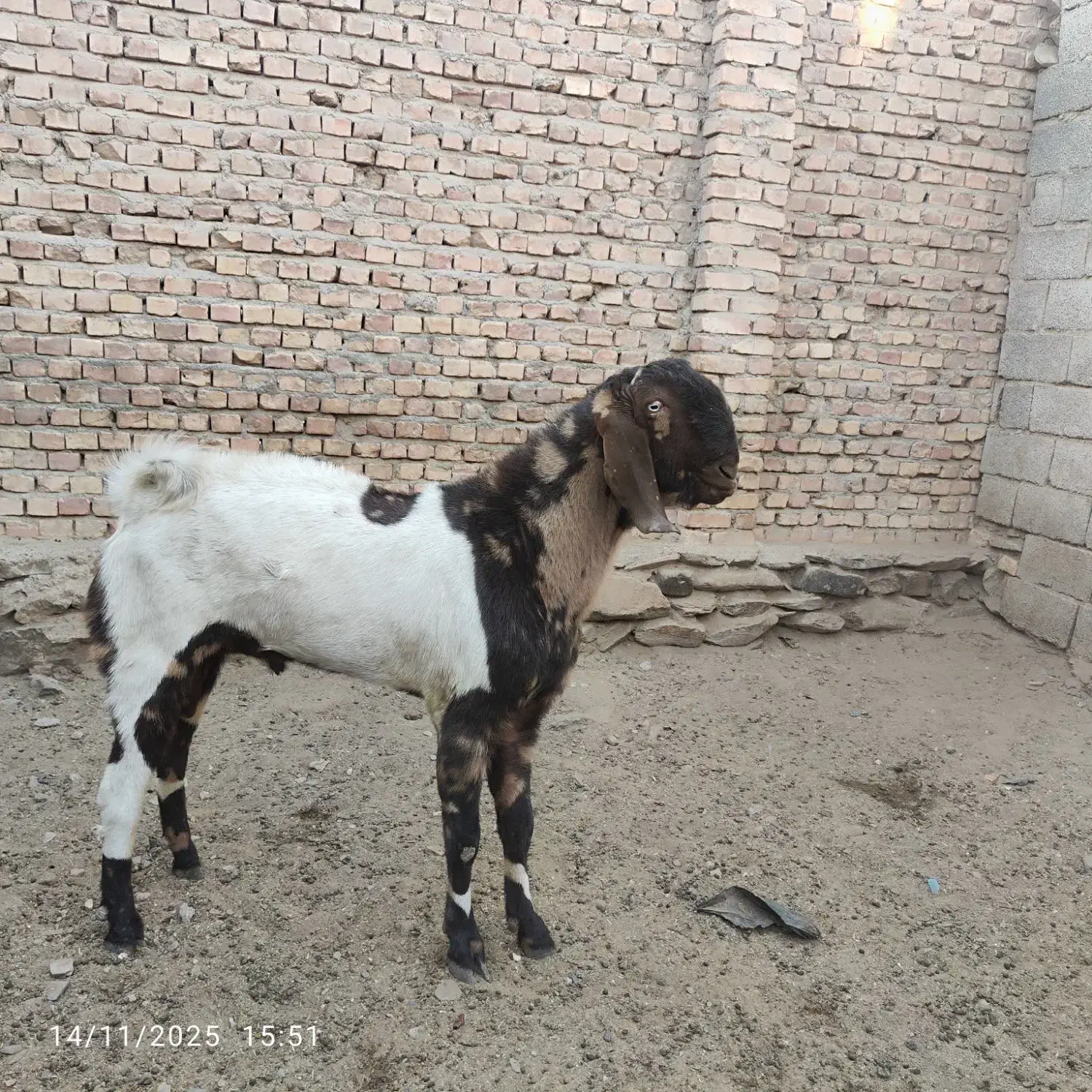 گوسفند نژاد پنجاپی|حیوانات مزرعه|سراوان, |دیوار