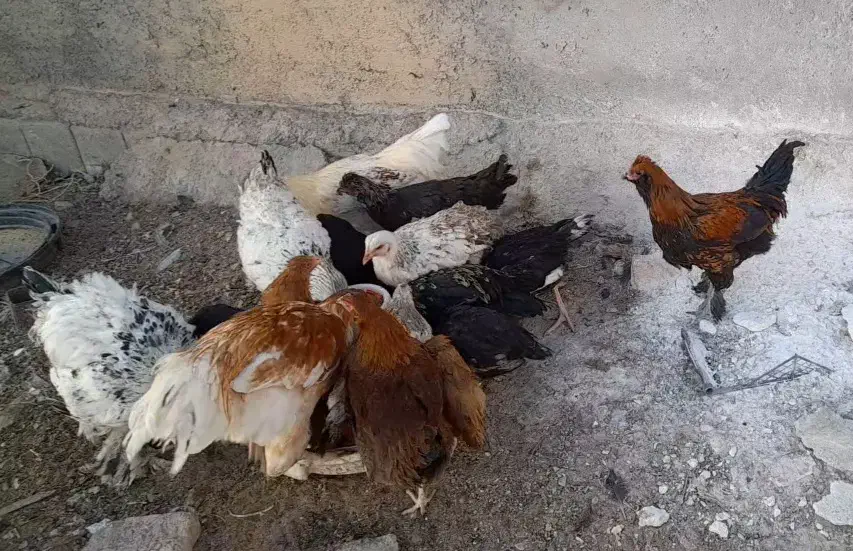 خروس فروشی|حیوانات مزرعه|شاهرود, |دیوار