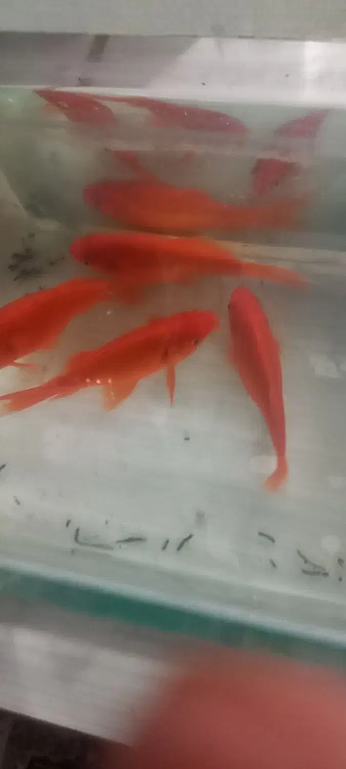 ماهی قرمز|ماهی|خان ببین, |دیوار