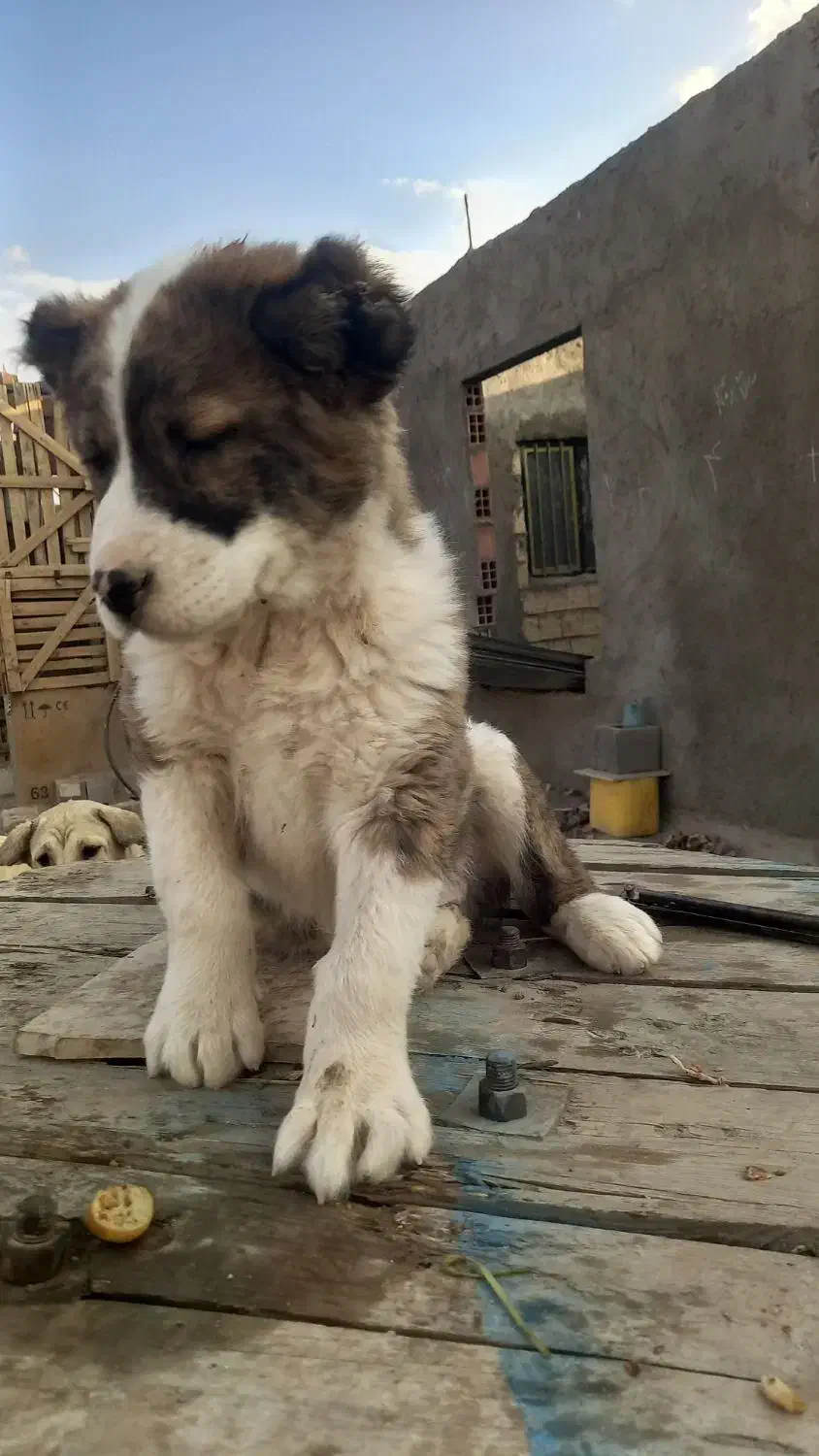 واگذاری توله افغان|سگ|سیرجان, |دیوار