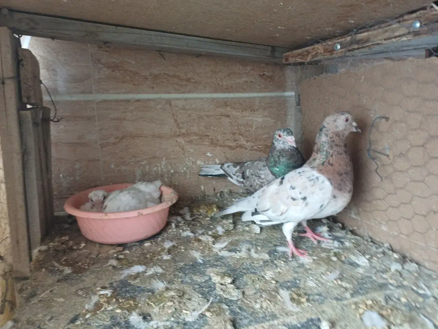 پرنده|پرنده|محمدیه-قزوین, |دیوار