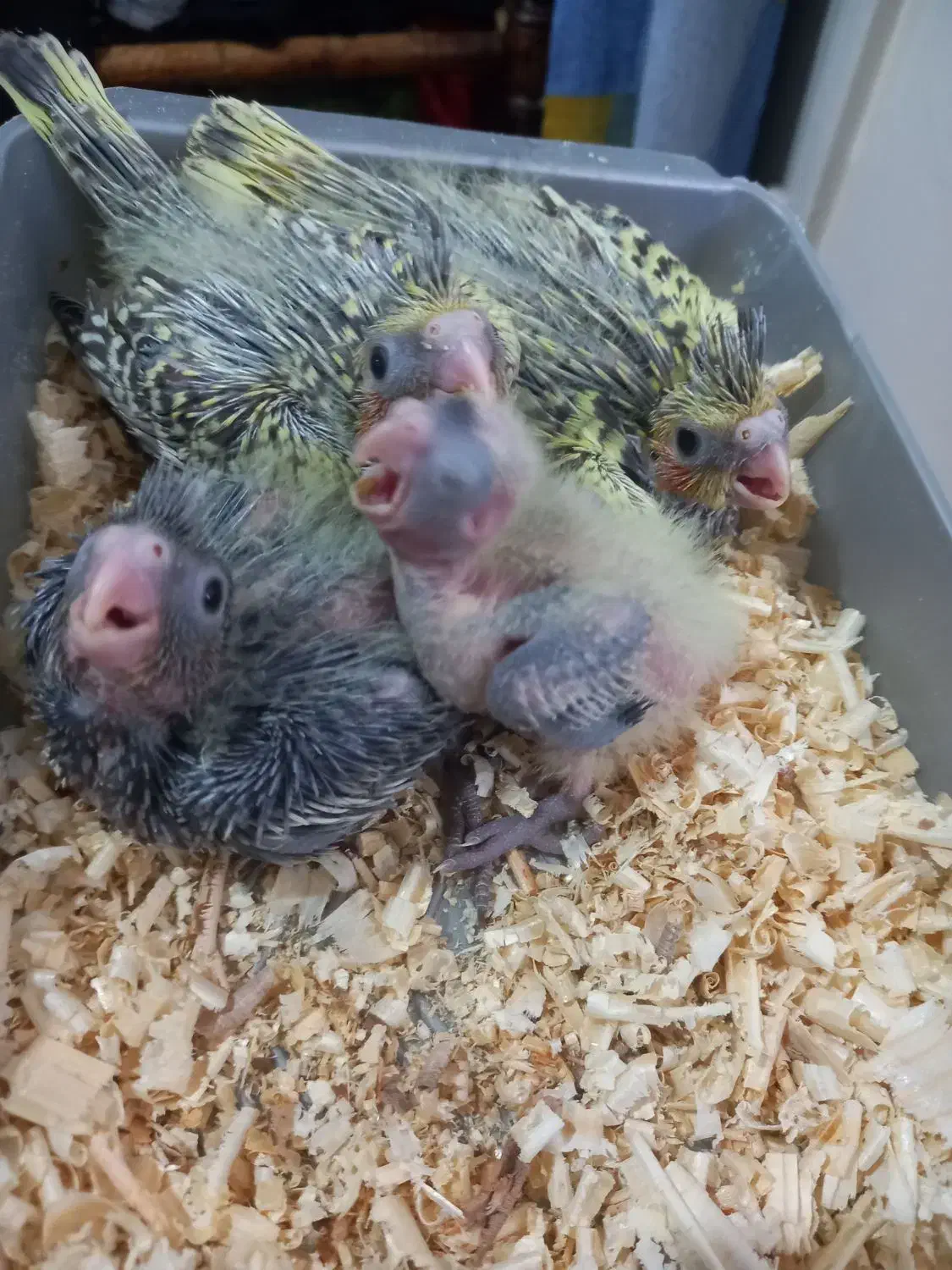 طوطی عروس گلباقالی ماده|پرنده|قزوین, |دیوار