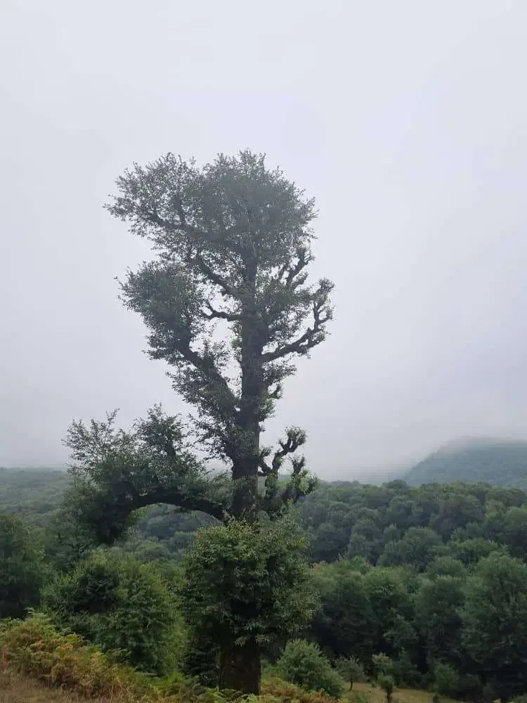 نگهداری سالمند خانم|استخدام درمانی، زیبایی، بهداشتی|بوشهر, |دیوار