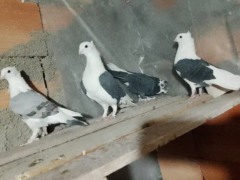 کبوتر بلژیکی|پرنده|علی‌آباد کتول, |دیوار