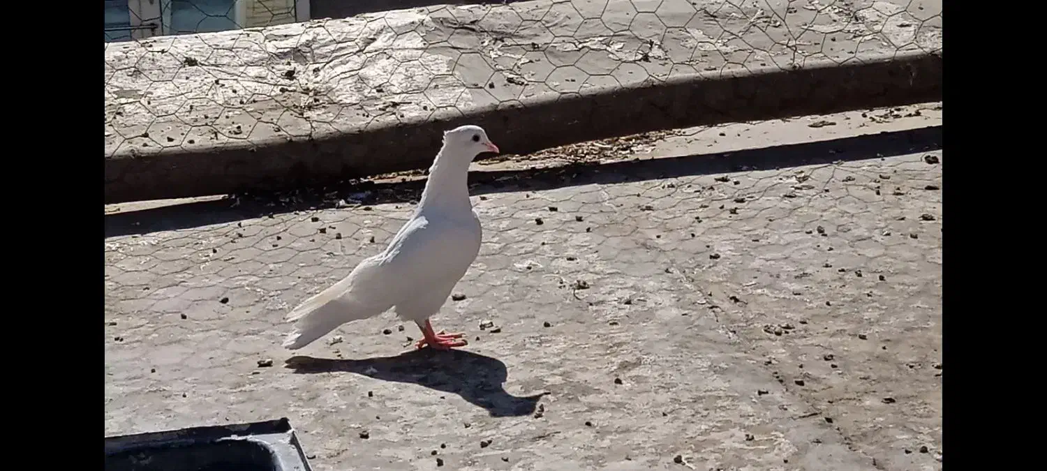 کبوتر فروشی|پرنده|جوانرود, |دیوار