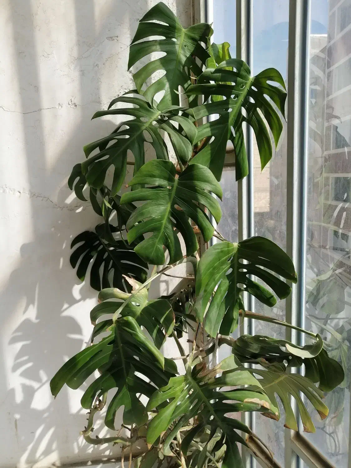 گل برگ انجیری|گل و گیاه طبیعی|نهاوند, |دیوار