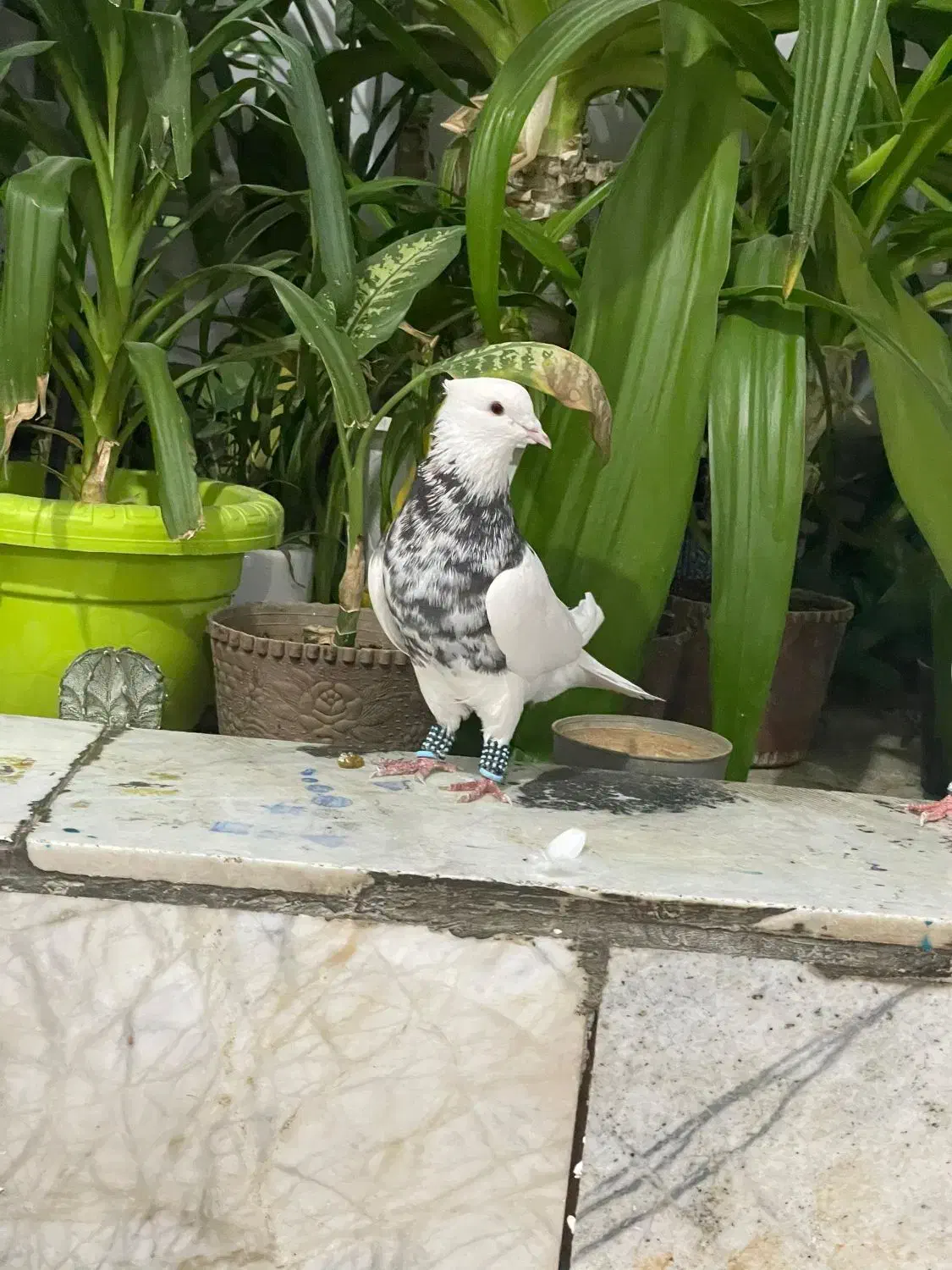 طوقی سینه کله رنگی پلاکی|پرنده|شیراز, کوشک میدان|دیوار